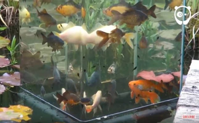 Csodás! Ebben a fordított akváriumban a tó felett úszkálnak a halak!