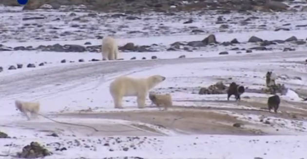 A jegesmedvék körbevettek egy csapat kutyát… Sokkoló, ami ezután történik! - VIDEÓ