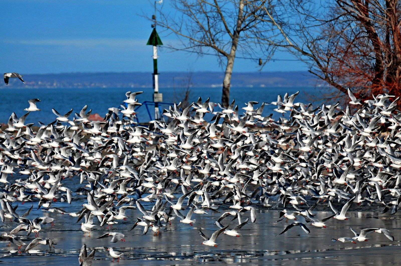 Egészen mesebeli, kék és szikrázó fehér a téli Balaton