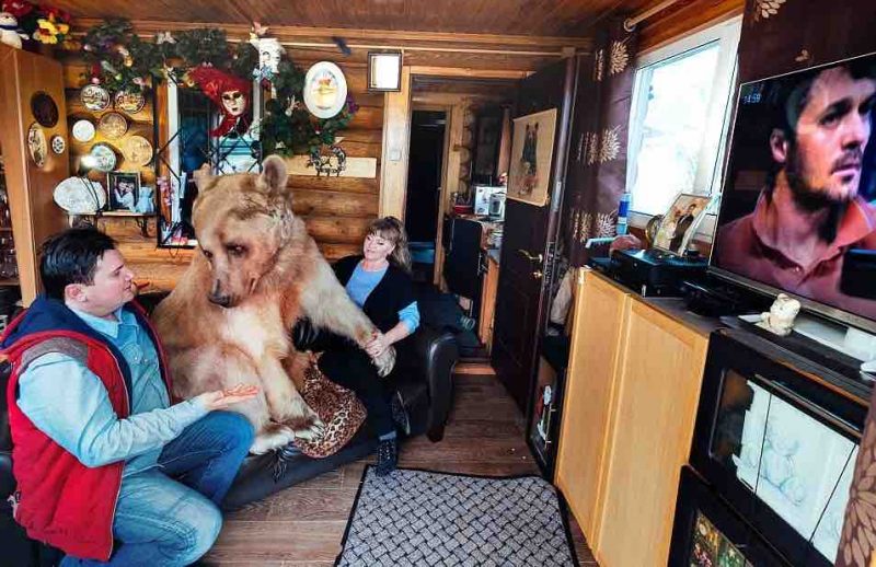 Egy árva kis medvét vesz magához a férfi – nézze, 23 év után milyen életük van együtt 2