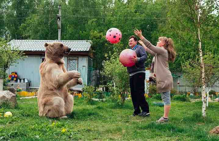 Egy árva kis medvét vesz magához a férfi – nézze, 23 év után milyen életük van együtt 4
