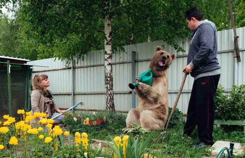 Egy árva kis medvét vesz magához a férfi – nézze, 23 év után milyen életük van együtt 6