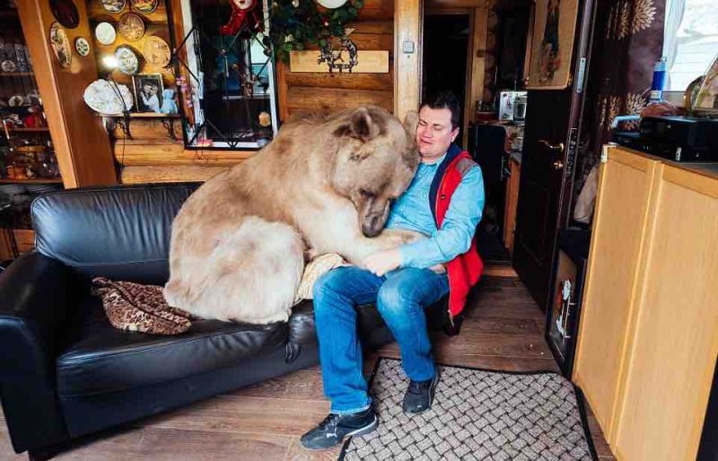 Egy árva kis medvét vesz magához a férfi – nézze, 23 év után milyen életük van együtt 7