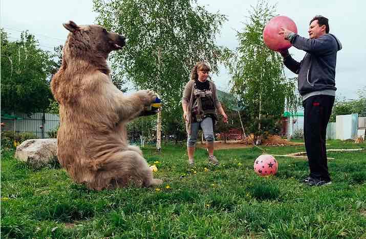 Egy árva kis medvét vesz magához a férfi – nézze, 23 év után milyen életük van együtt 8