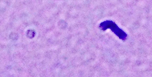 Egy atomfizikus állítja Láthatatlan entitások élnek a Föld légkörében - VIDEÓ 1