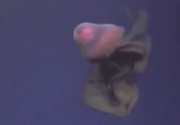 Hátborzongató! Mutáns tengeri szörny tűnt fel az öböl mélyén