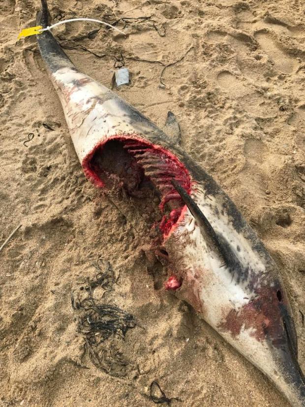 Megrázó fotó! Borzasztó, mi történt a partra vetett delfinnel