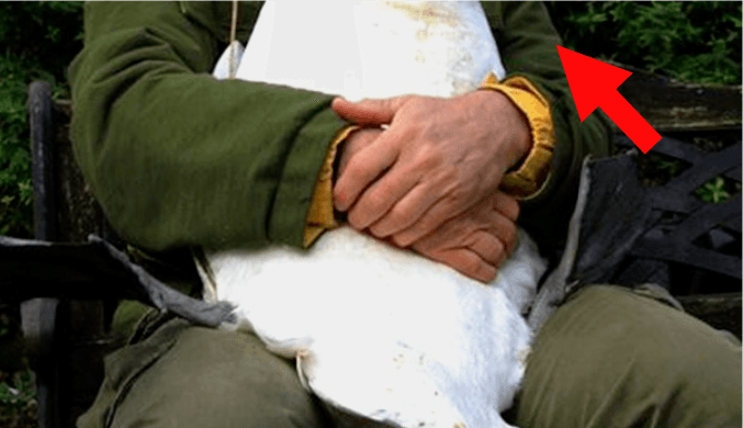 Miután megmentette a hattyút, a madár hálából olyat tett, amire senki sem számított…