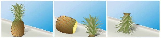 Ne dobd ki az ananász végét, eszméletlen, mi lesz belőle! 1