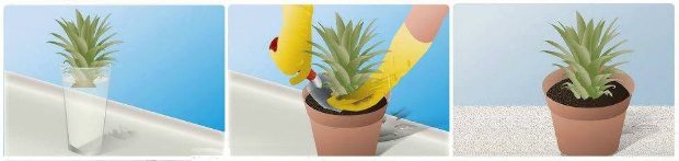 Ne dobd ki az ananász végét, eszméletlen, mi lesz belőle! 2