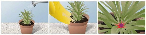 Ne dobd ki az ananász végét, eszméletlen, mi lesz belőle! 3