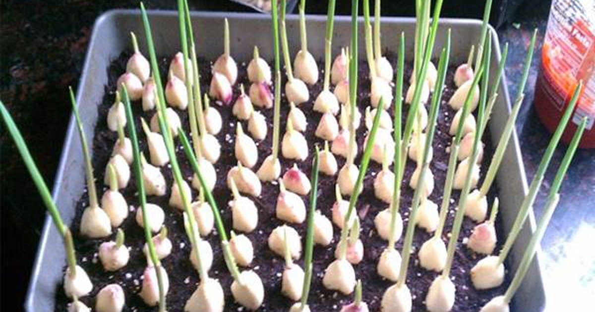 Ne vásárolj több fokhagymát! Megmutatjuk, hogy neveld otthon úgy, hogy burjánzik!