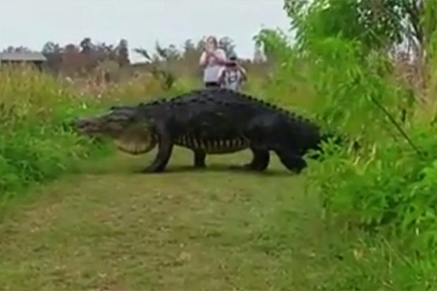 Sokkoló látvány: Óriási mutáns tűnt fel a nemzeti parkban