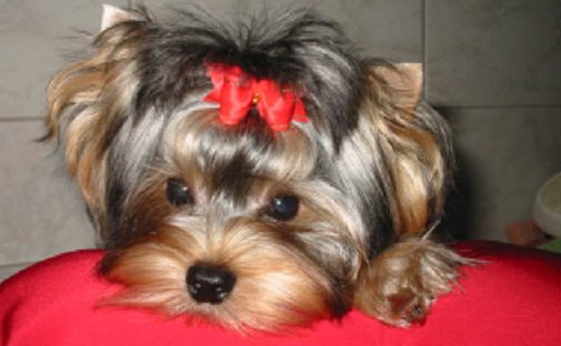 Szörnyű dolog történhetett a kutyakozmetikában, nyomoz a rendőrség 1