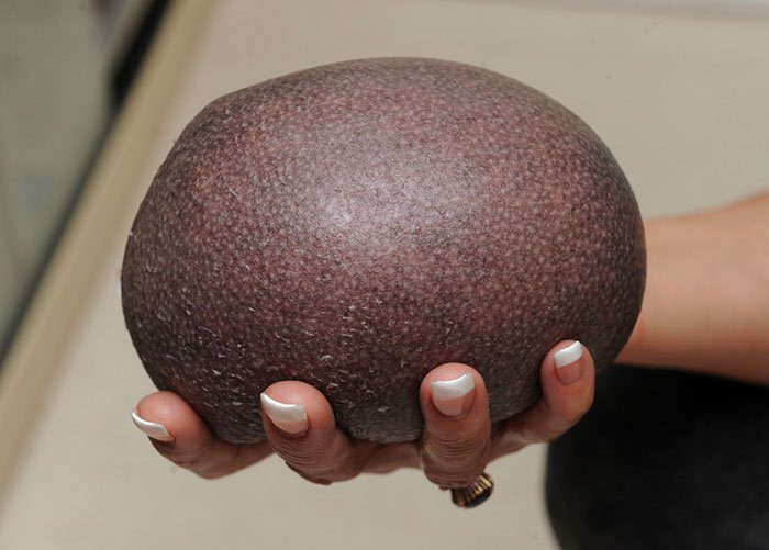 Úgy néz ki, mint egy közönséges kő… de amikor megfordítja kezét… 1