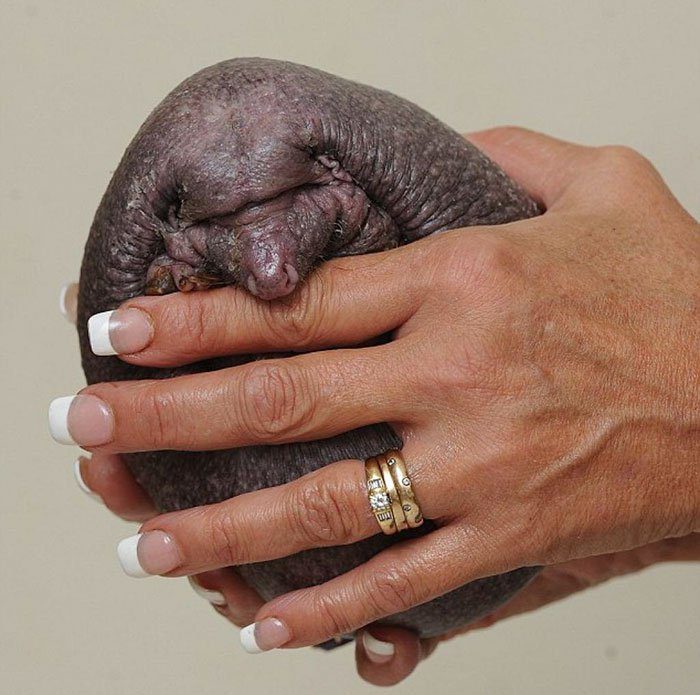 Úgy néz ki, mint egy közönséges kő… de amikor megfordítja kezét… 2