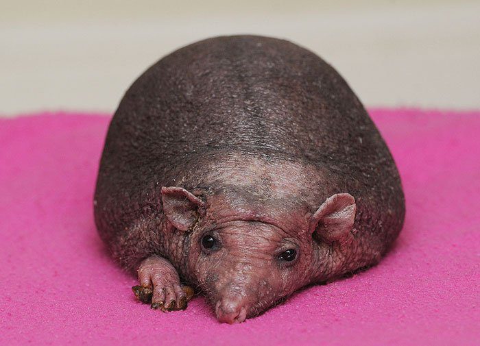 Úgy néz ki, mint egy közönséges kő… de amikor megfordítja kezét…