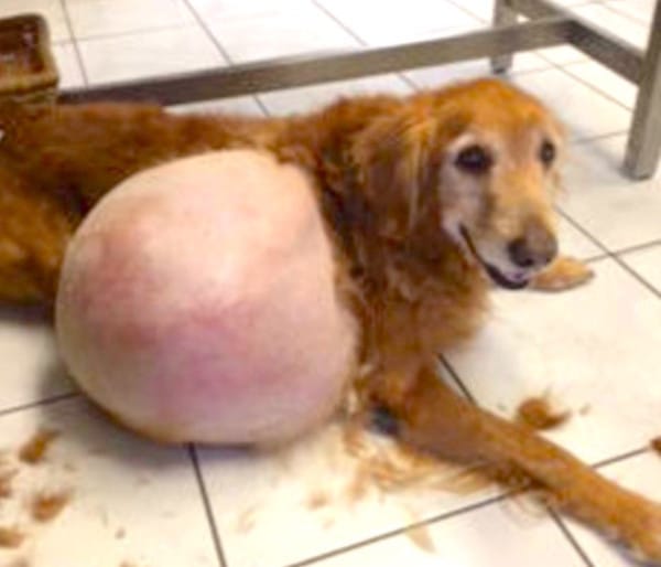 20 kg-os tumor nőtt az utcára dobott kutya hasán – nézd meg, hogy néz ki 1 éves kezelés után