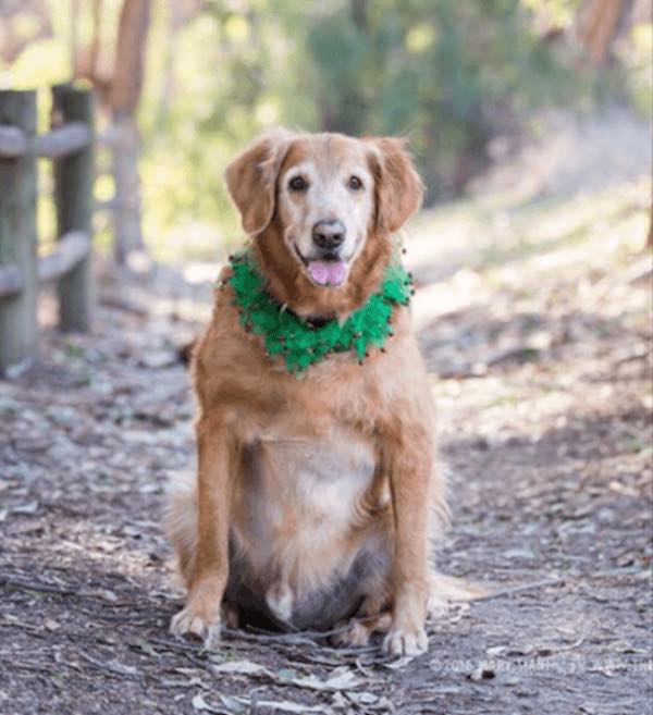20 kg-os tumor nőtt az utcára dobott kutya hasán – nézd meg, hogy néz ki 1 éves kezelés után