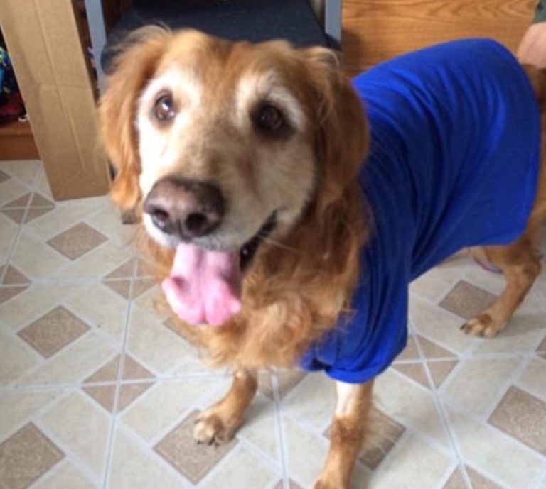 20 kg-os tumor nőtt az utcára dobott kutya hasán – nézd meg, hogy néz ki 1 éves kezelés után