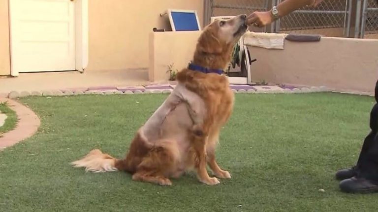 20 kg-os tumor nőtt az utcára dobott kutya hasán – nézd meg, hogy néz ki 1 éves kezelés után
