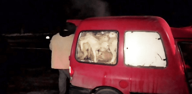 Felfoghatatlan és felháborító, hogy hány bárányt zsúfoltak be ennek az autónak a hátuljába