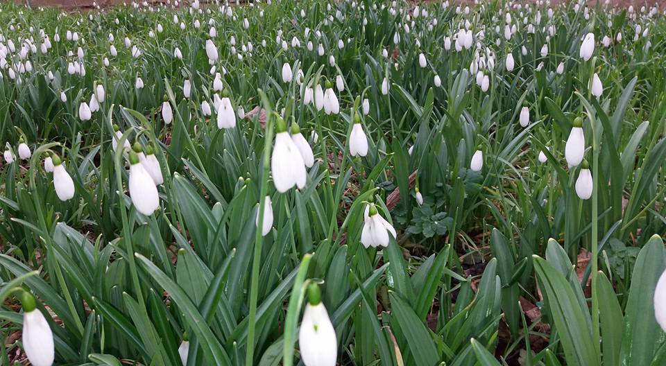 Írd be a naptárba a hóvirágünnep napjait!