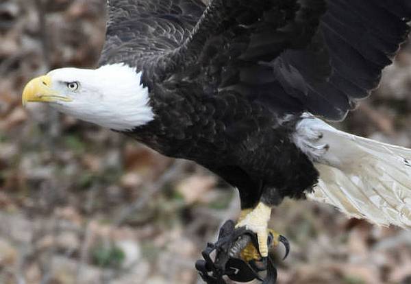Láncos csapdával a lábán repülő rétisast keresnek az állatvédők