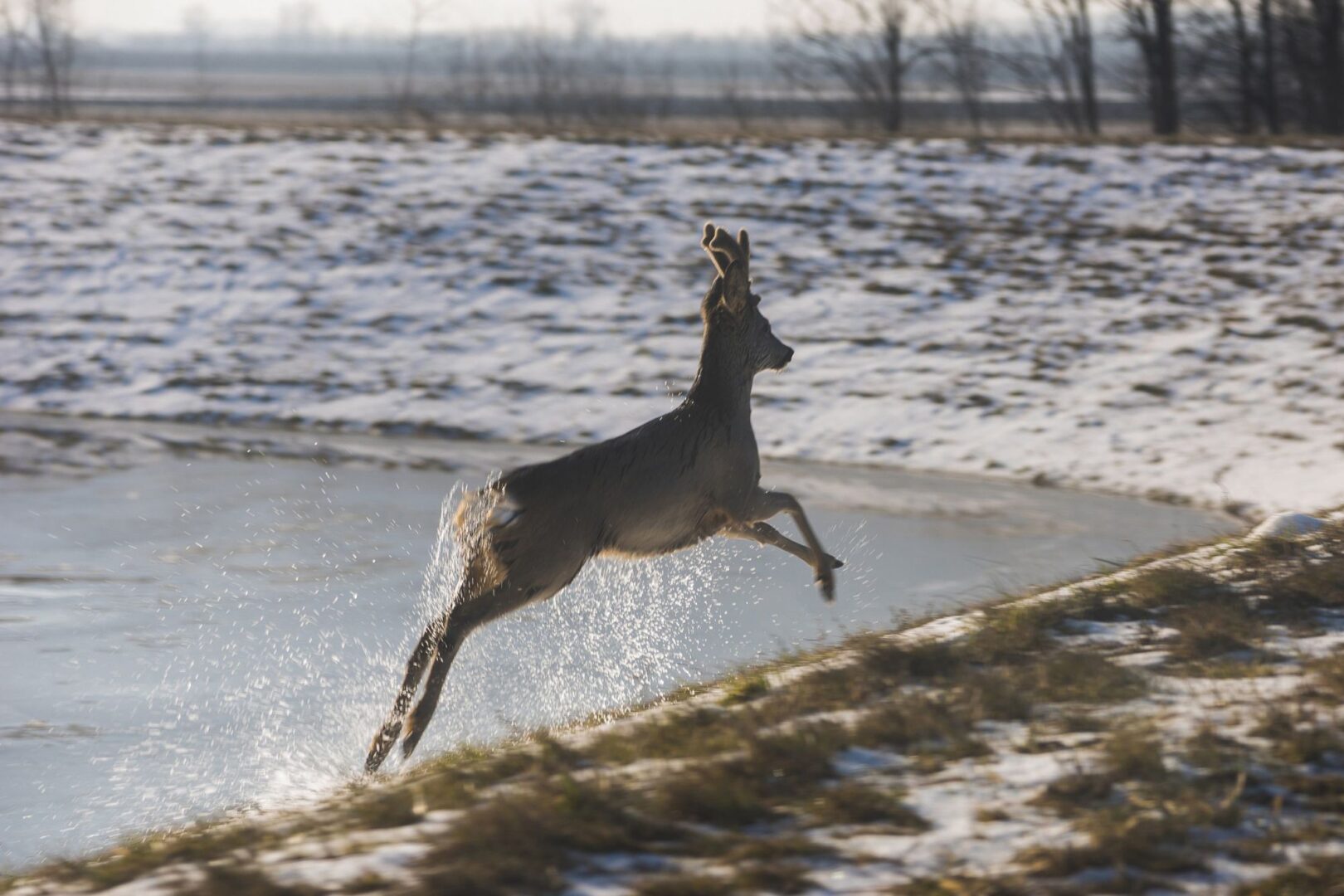 Hajókat, stégeket és vadállatokat is magával ragad a jeges ár