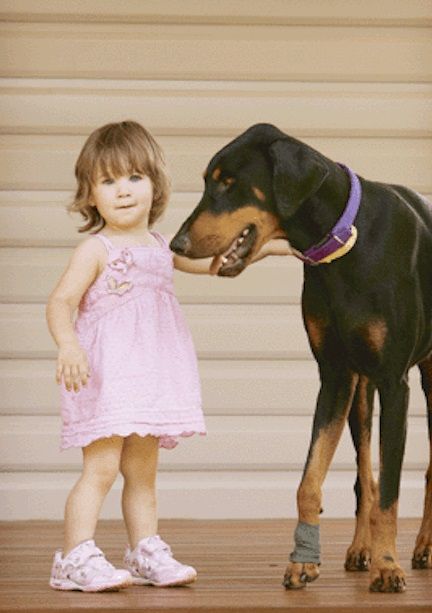 A 2 éves kislányt egyedül hagyták a dobermann kutyával… a játék hirtelen véget ért, amikor a kutya morogni kezdett és fogát vicsorgatta… 2