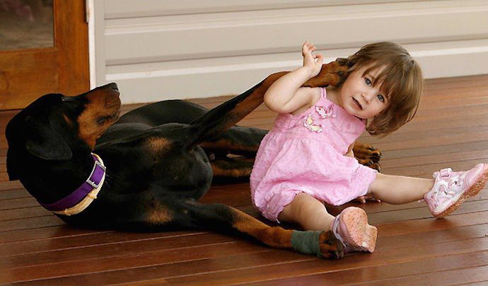 A 2 éves kislányt egyedül hagyták a dobermann kutyával… a játék hirtelen véget ért, amikor a kutya morogni kezdett és fogát vicsorgatta…