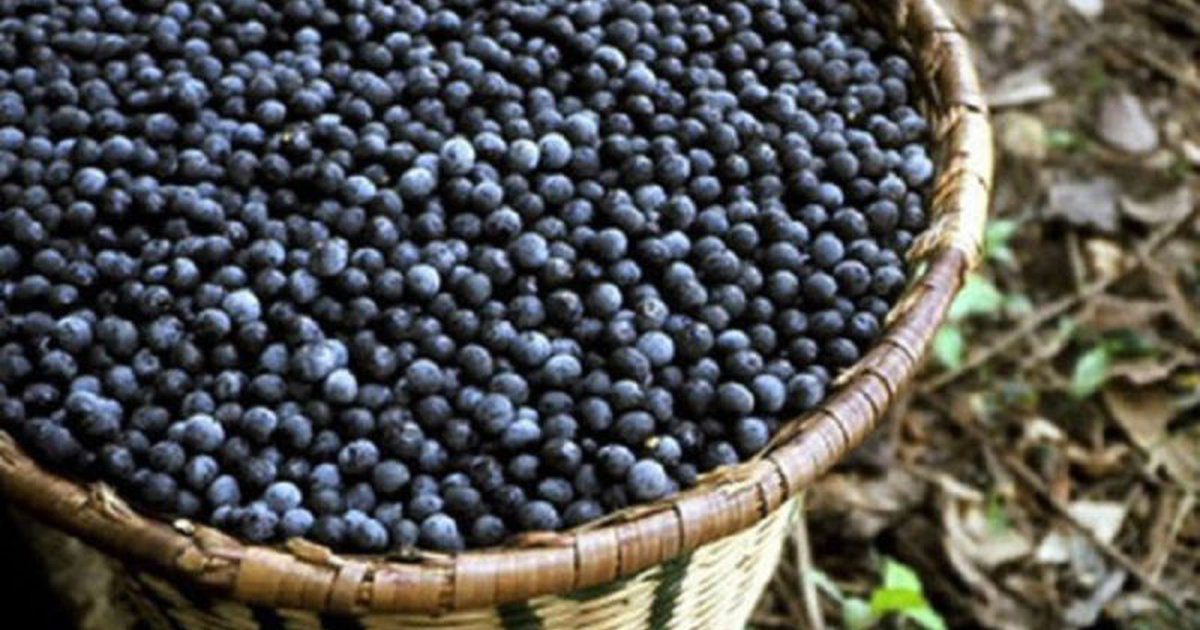 A bodzabogyó többet ér, mint egy egész gyógyszertár! Nézd, mi mindent kezelhetsz vele!