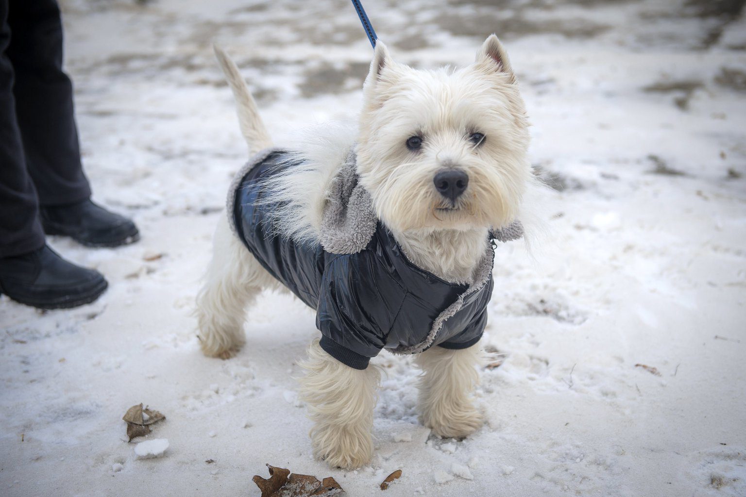 Alattomos betegségre figyelmeztetik a magyar kutyásokat