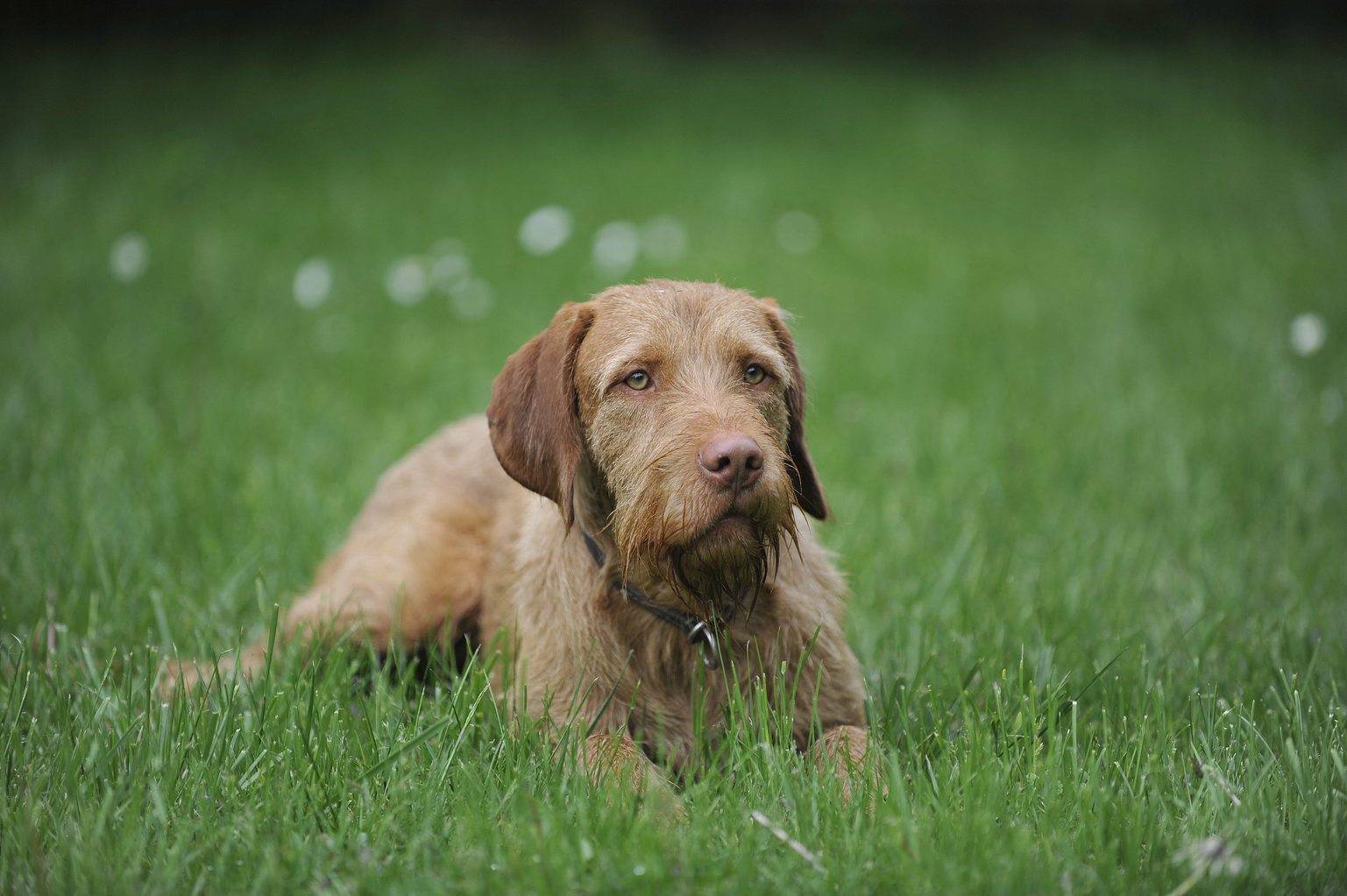 Alattomos betegségre figyelmeztetik a magyar kutyásokat