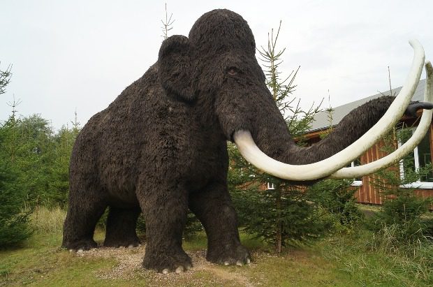 Ez nem vicc: feltámadnak a gyapjas mamutok!