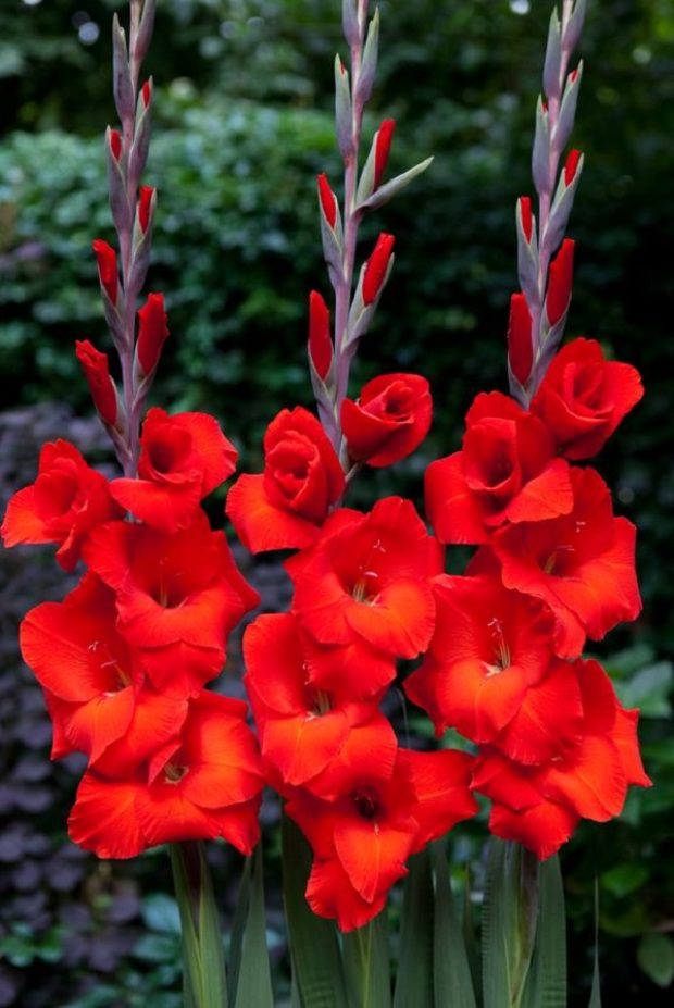 Ezt árulja el személyiségedről a kedvenc virágod 7