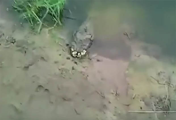 Hátborzongató lény tűnt fel a Magyarországhoz közeli faluban