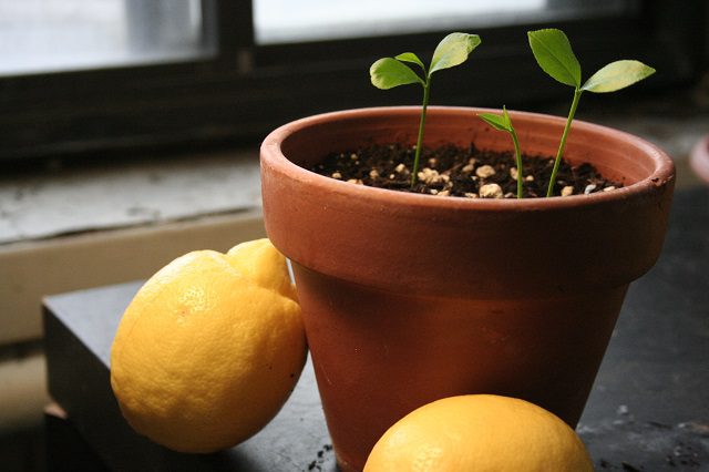 Így kell könnyen otthon citromot nevelni! Ez a módszer nagyon fog tetszeni!