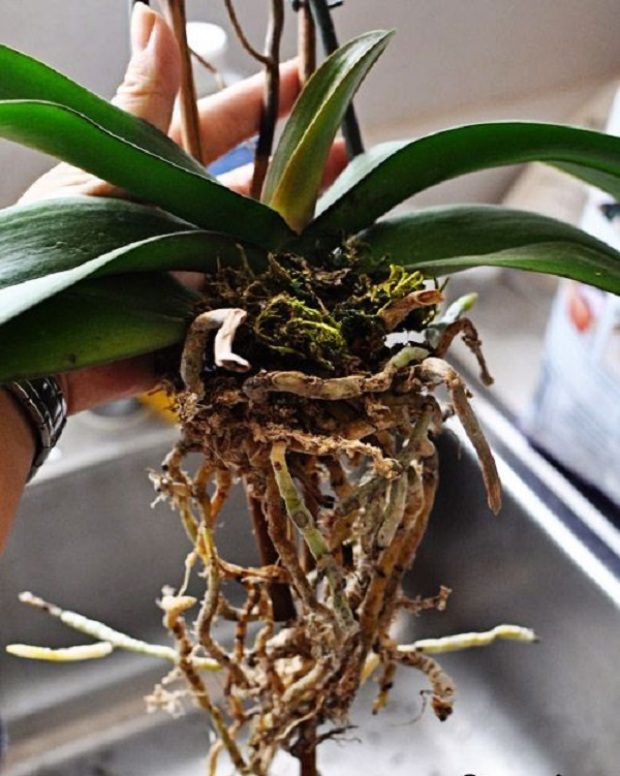 Így öntözd az orchideát és hónapokig virágzik majd 1