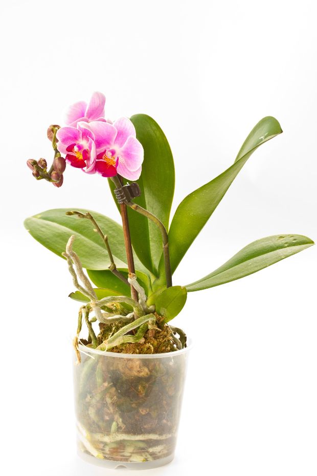 Így öntözd az orchideát és hónapokig virágzik majd