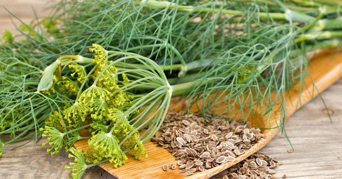 Kevesen tudják, hogy ez a növény az egyik legerősebb természetes inzulin