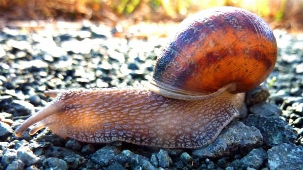 Ki ne dobd a kályhából a hamut! Ennyi mindenre használhatod 4