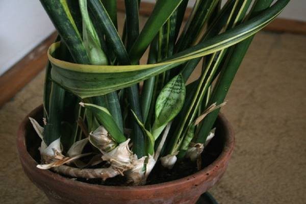 Neked is van ilyen szobanövényed? Így gyógyít téged anélkül, hogy észrevennéd!