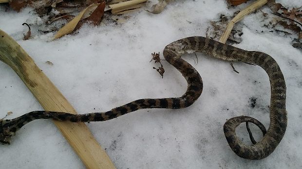 Rémálom a Havanna-lakótelepen, megfagyott óriáskígyókat találtak