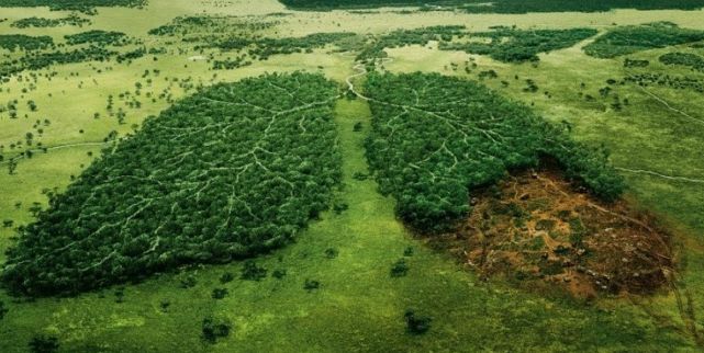 Többé egy fát sem vágnak ki Norvégiában! Elképesztő és példamutató elhatározás!