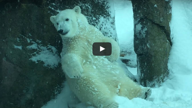 Vastag hótakaró borította be az állatkert területét… az állatok reakciója imádni való! - VIDEÓ