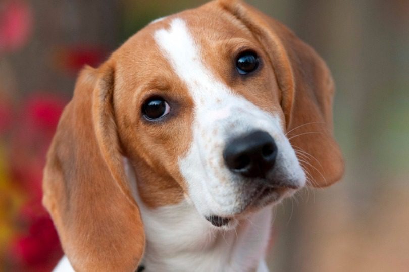 Alattomos betegségre figyelmeztetik a magyar kutyásokat