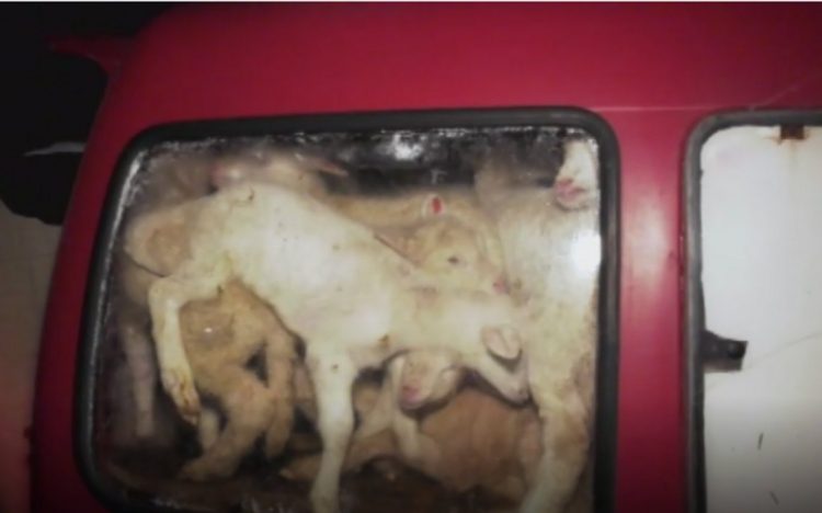 Felfoghatatlan és felháborító, hogy hány bárányt zsúfoltak be ennek az autónak a hátuljába