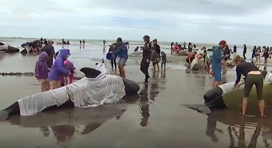 Döbbenetes videók: 400 bálna vetette magát partra Új-Zélandon
