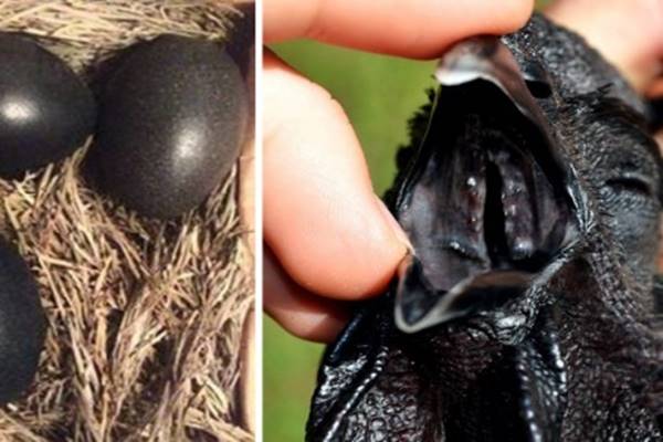 Fekete tojásokat talált az ólban, nem hitt a szemének, mikor azok felrepedtek
